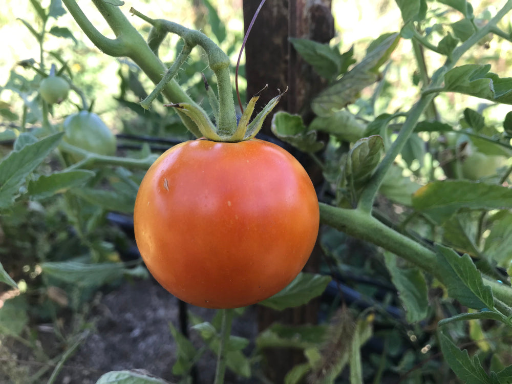 Tomato, Rutgers