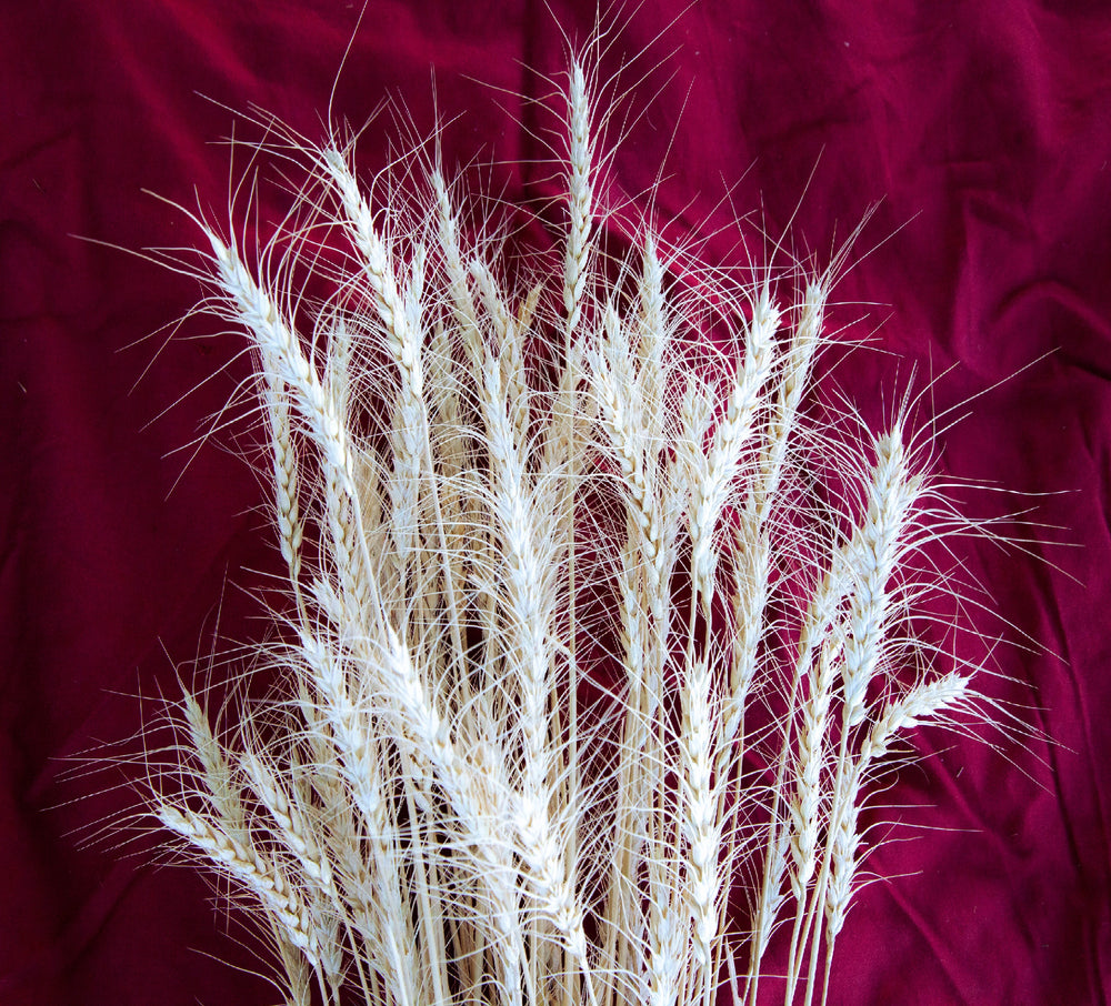 Wheat, Chiddam Blanc