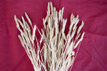 Wheat, Sonoran White