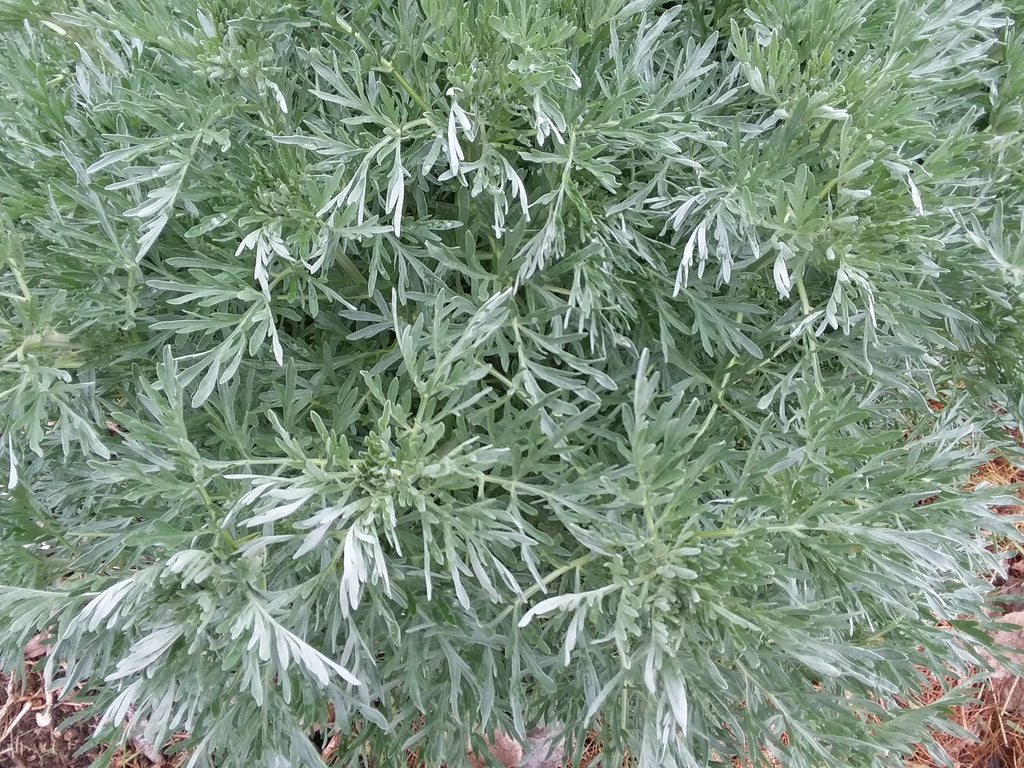wormwood plant care indoors Wormwood – Snake River Seed Cooperative