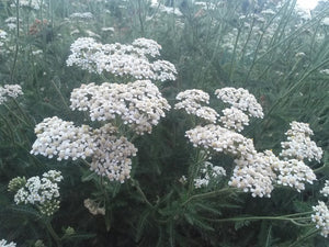 
            
                Load image into Gallery viewer, Yarrow
            
        
