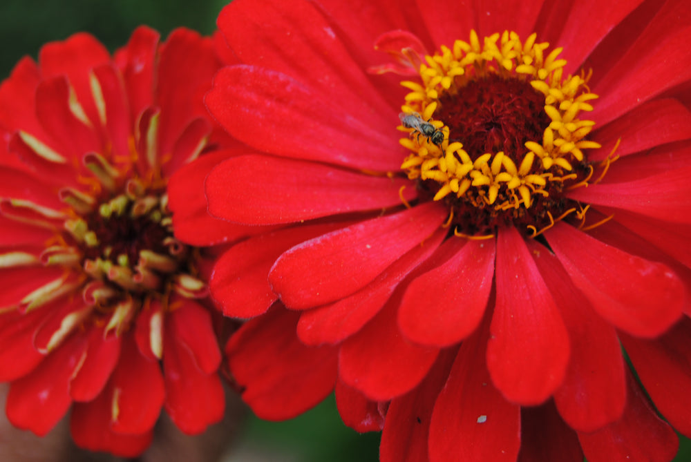 Zinnia, Unearthly Reds