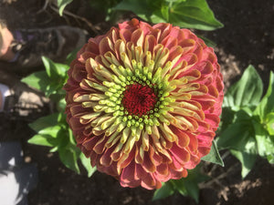 
            
                Load image into Gallery viewer, Zinnia, Queen Lime Mix
            
        