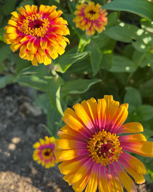 Zinnia, Whirlygig Mix