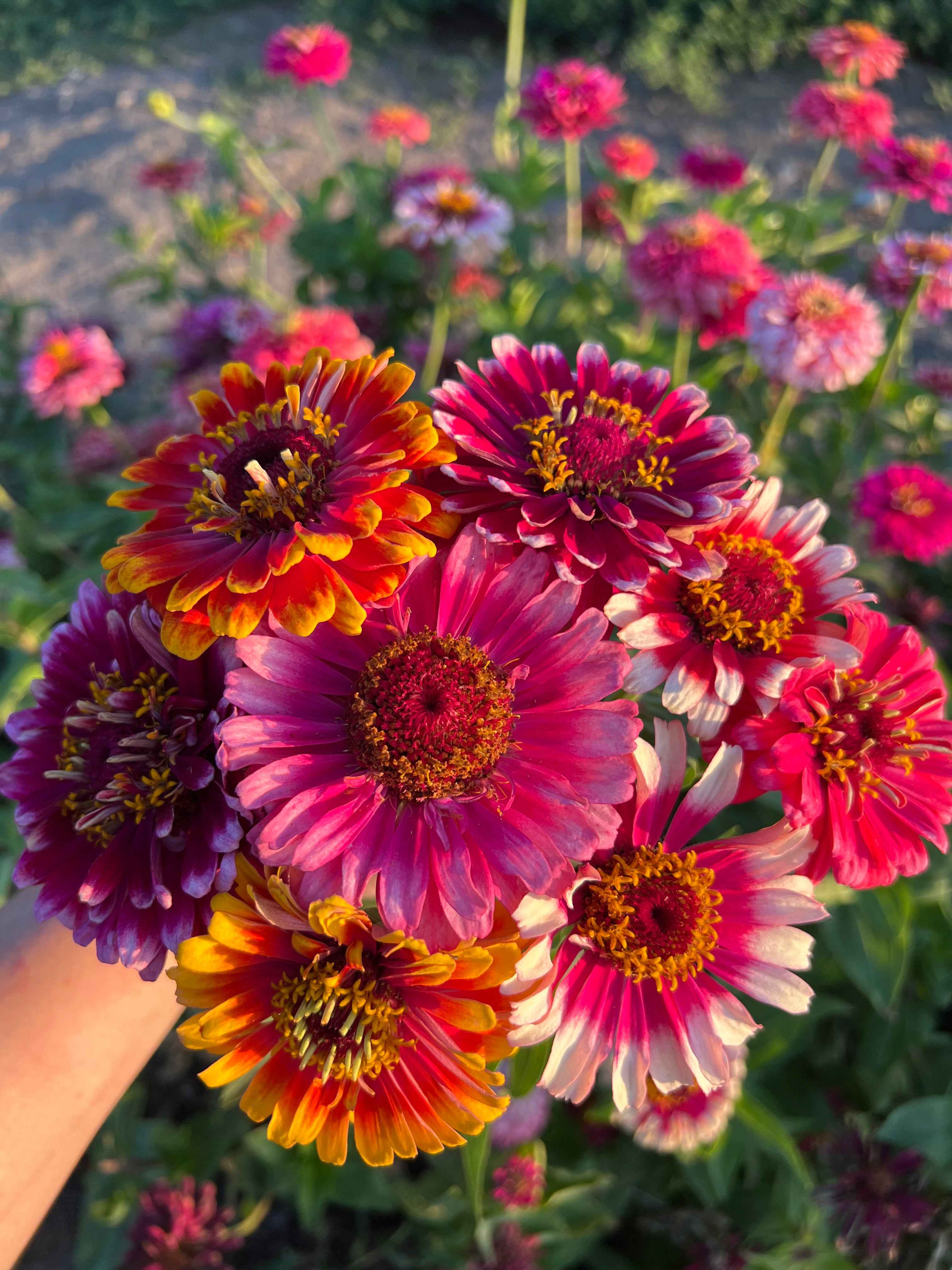 Zinnia, Whirlygig – Snake River Seed Cooperative