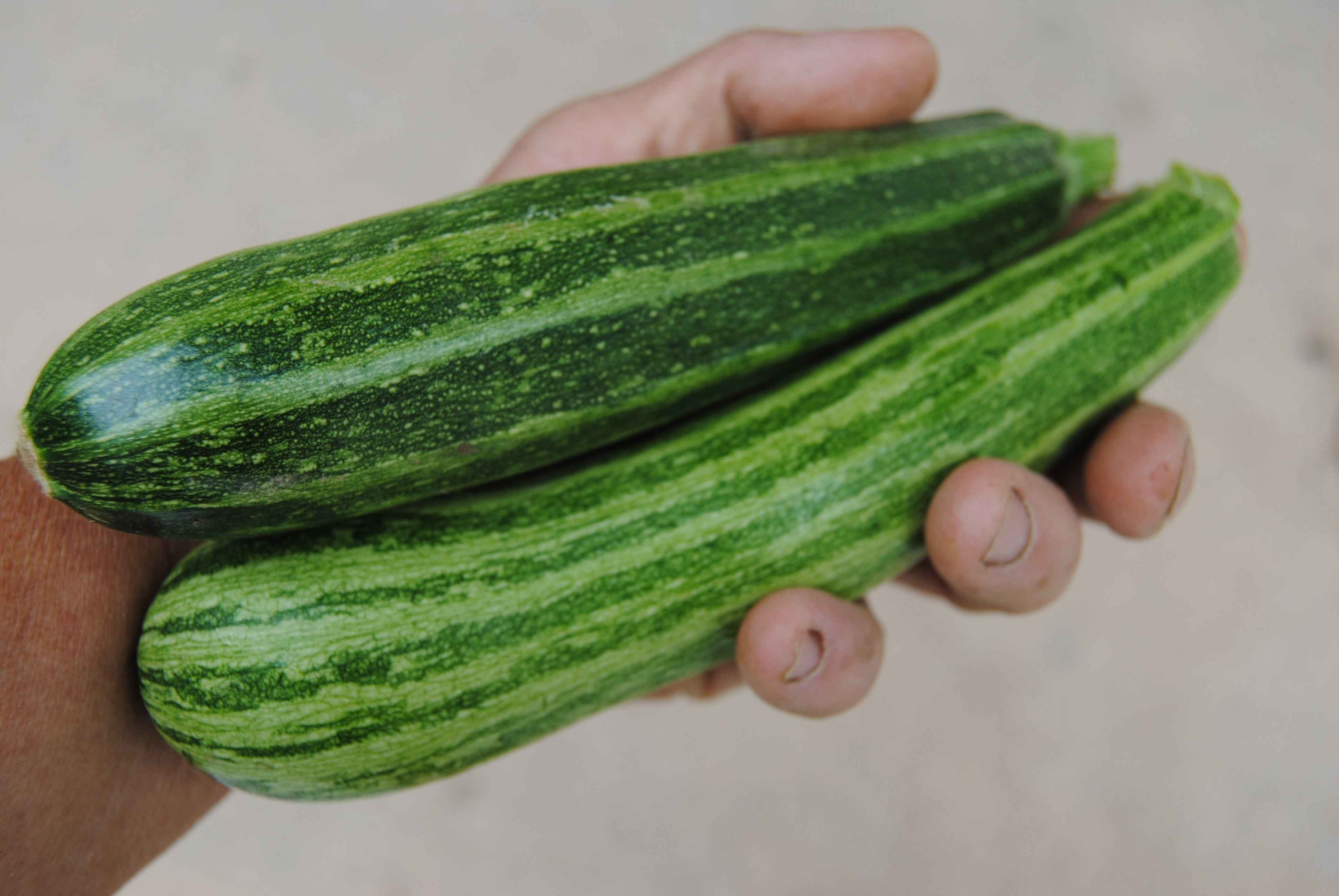Zucchini, Cocozelle – Snake River Seed Cooperative