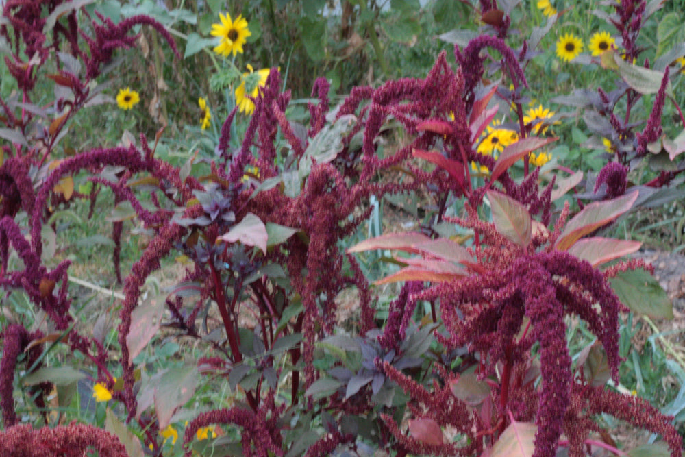 flowering hopi red dye amaranth