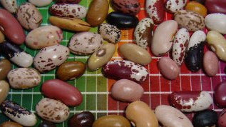 Bean, Lofthouse Landrace Dry Mix – Snake River Seed Cooperative