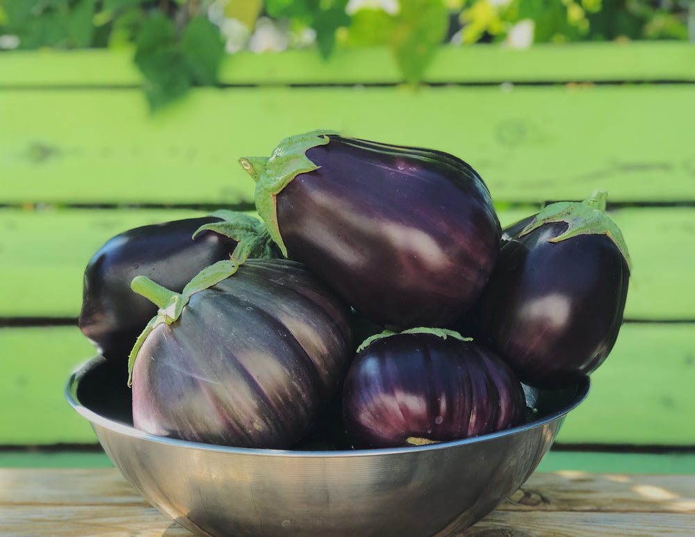 Eggplant, Black Beauty