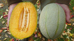 Melon, Hale's Best Jumbo