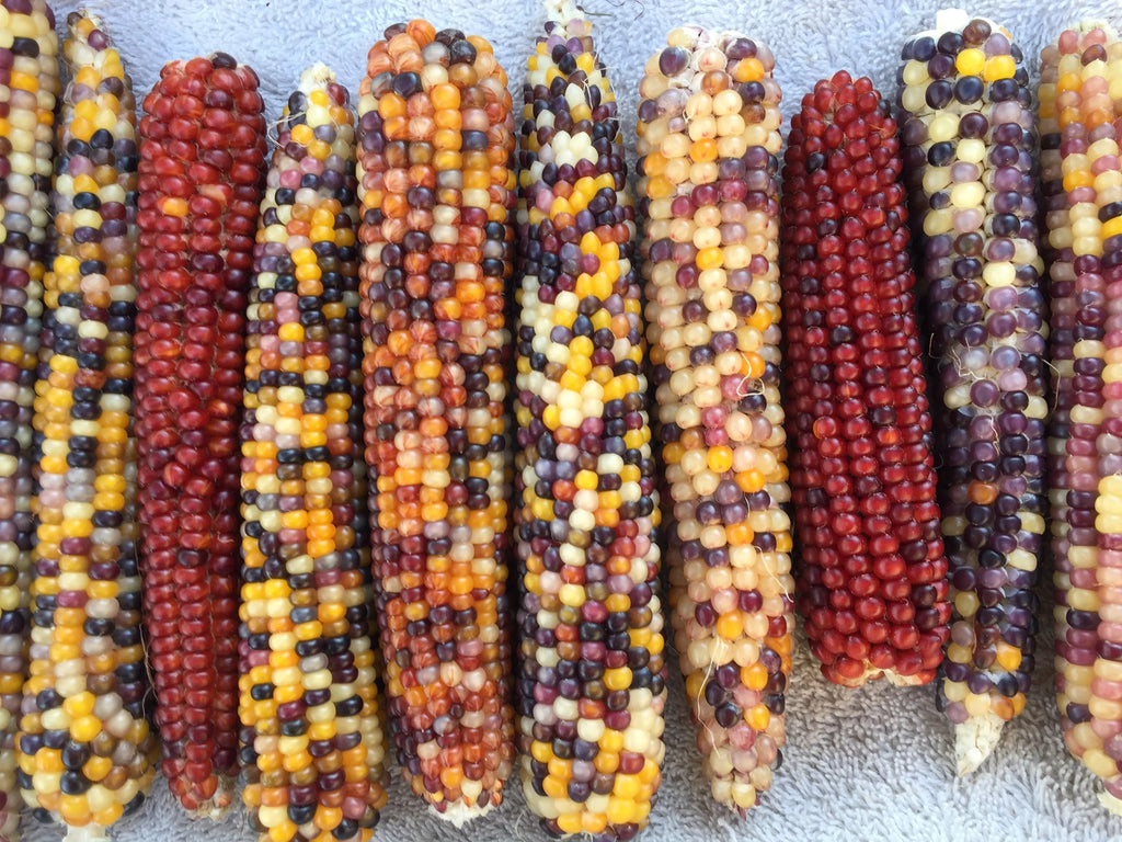 カラフルソルガム　{Colorful A } インディアンコーン Corn, Rainbow Jewel Pop – Snake River Seed Cooperative