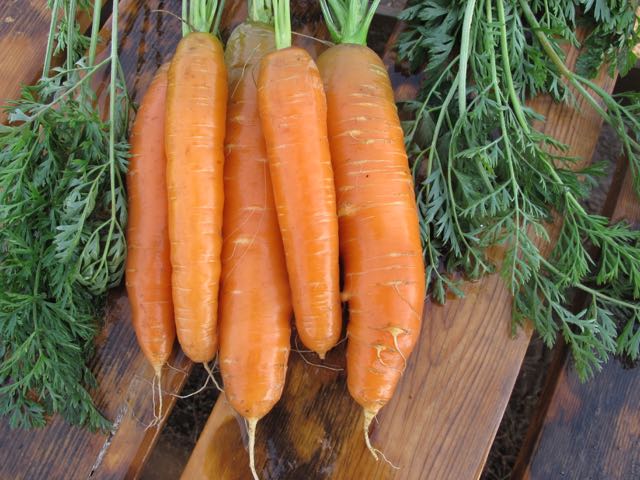 carrot root system